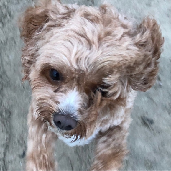 Meet your Posher, Joanne - Picture 2 of 2